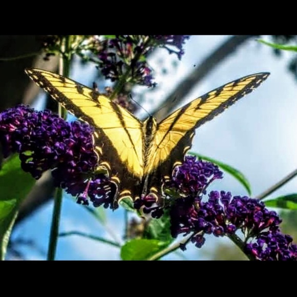 Meet your Posher, Kris - Picture 7 of 10